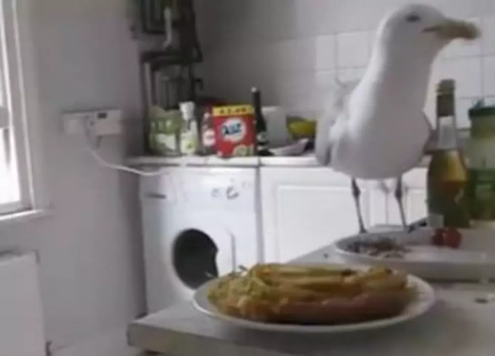 Watch a Seagull Sneak Into Someone&#8217;s Kitchen, Eat Their Lunch&#8230;Then Slam Into the Window Trying to Get Away
