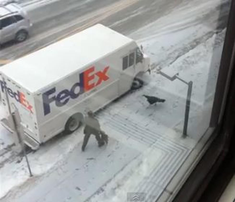 And Now…An Angry Turkey Chases a UPS Driver Around a FedEx Truck