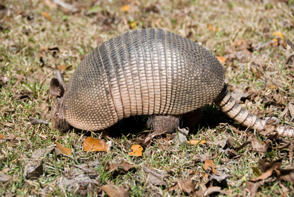 And Now…An Armadillo ‘Dancing’ to “Billy Jean”