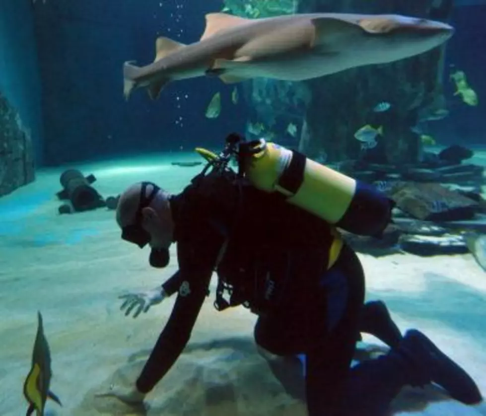 Check Out a First Person View of a Shark Attacking a Scuba Diver