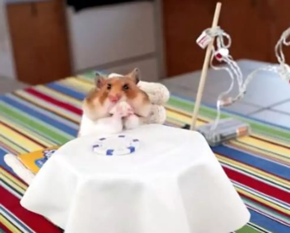 Stupid Video of the Day – “Tiny Hamsters Eating Tiny Burritos”