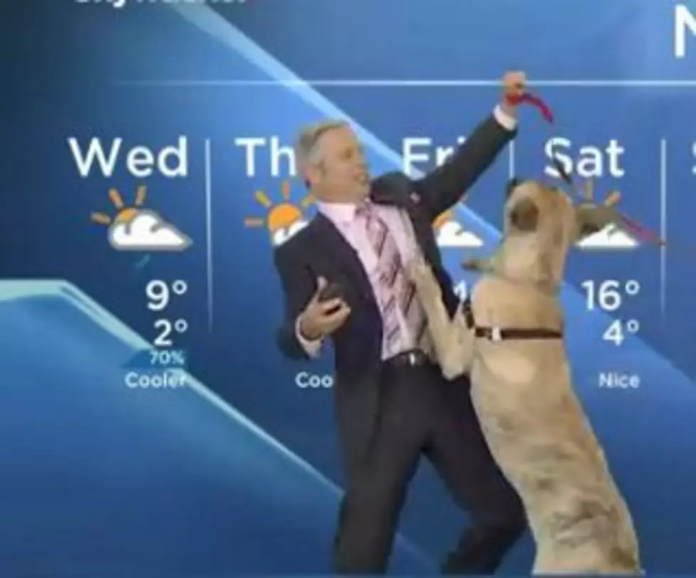 Watch a Weatherman Do Battle With Dog During His Report  [VIDEO]