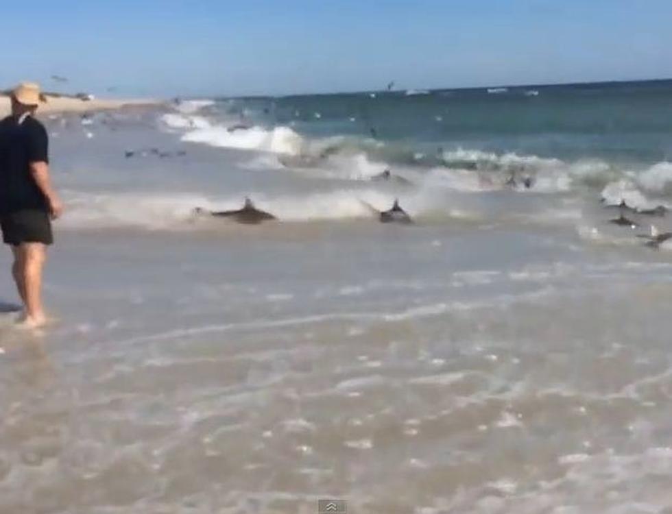 A Hundred Sharks Had a Feeding Frenzy Next to a Beach in North Carolina [VIDEO]