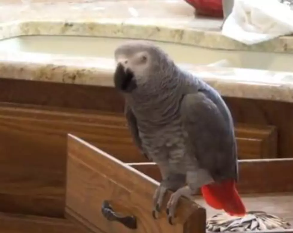 A Parrot Does a Matthew McConaughey Impression [VIDEO]
