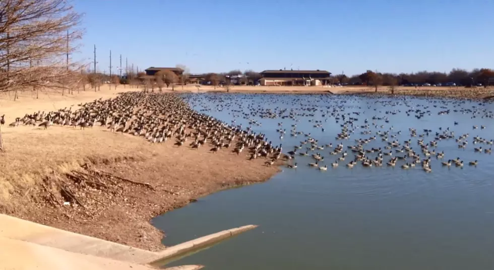 See Hundreds of Geese Take Over a Lubbock Lake [Video]