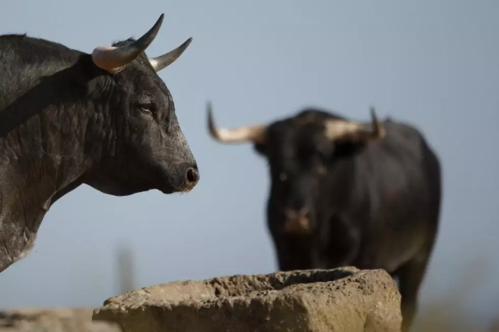 Man Dies in Collision With Two Bulls in Texas