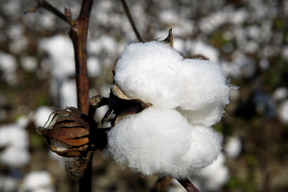 Cotton Could Be The Top Crop This Harvesting Season Here In The Panhandle