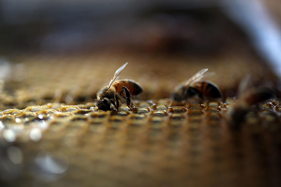 70 Thousand Bees Are Removed from Walls in a Texas Home
