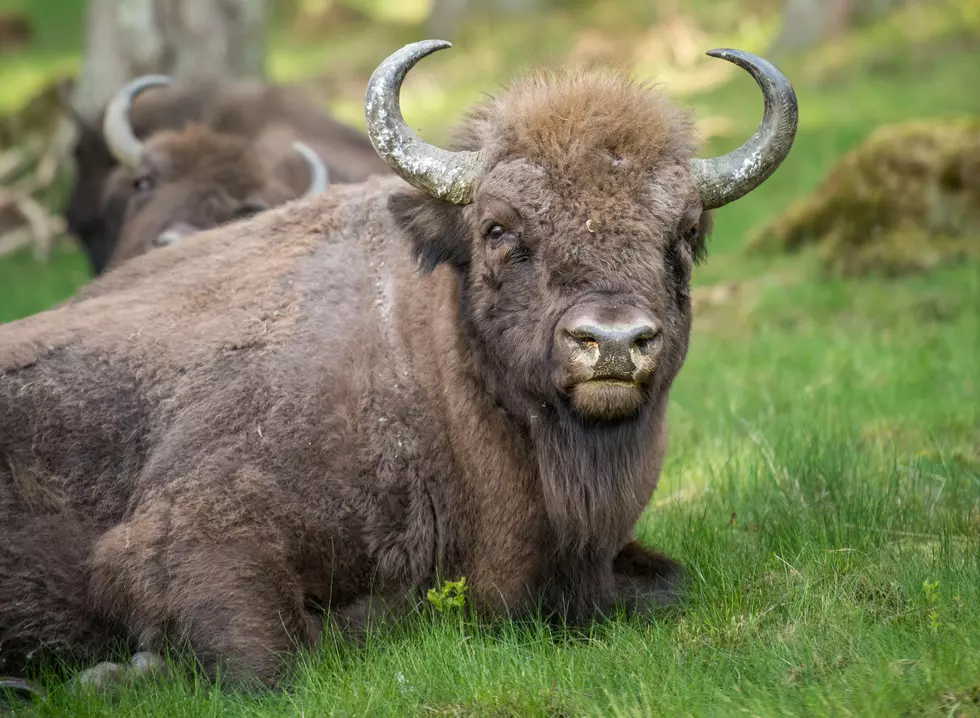 A Texas Family is Selling Its Housebroken Bison