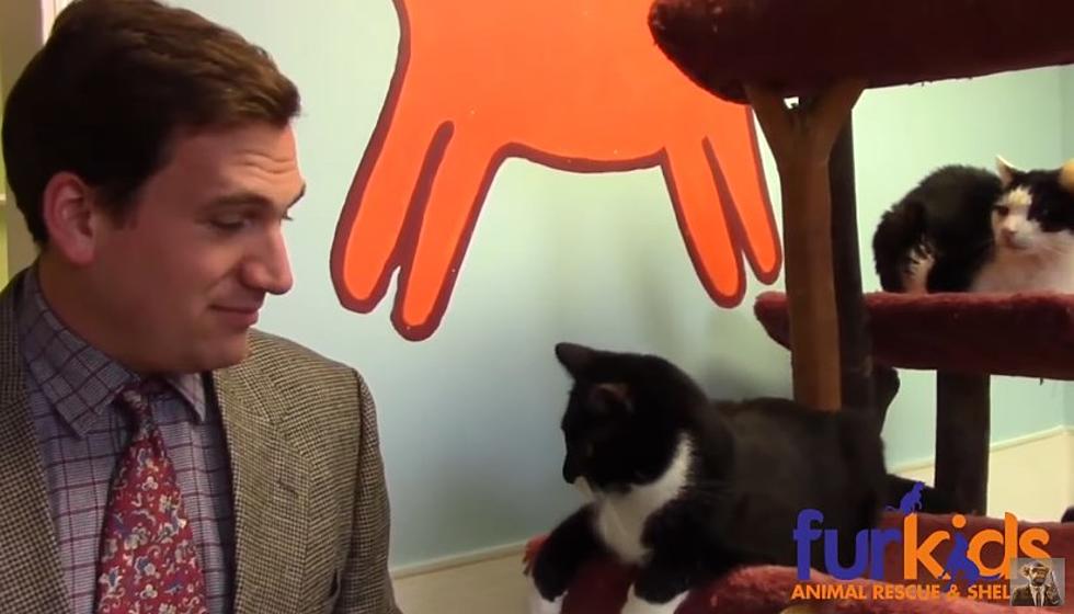 This Adopt A Cat Commercial Is Hilarious, And Makes Me Want A Kitty [VIDEO]