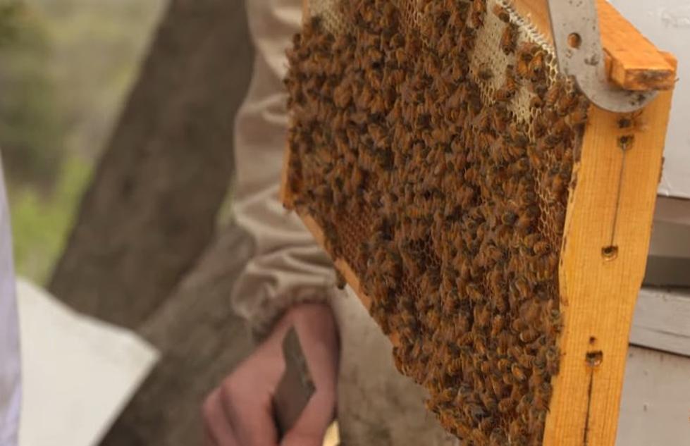 This Spring Break, Watch Out for Bees — Yes, Bees! [VIDEO]