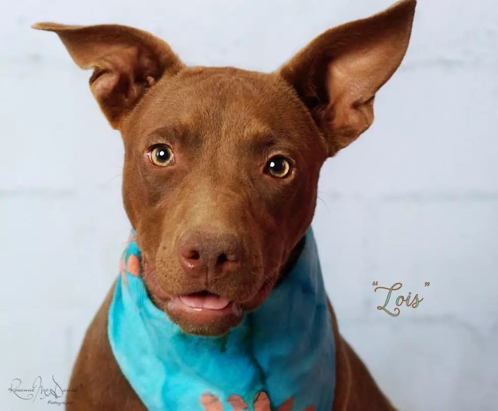 Meet Lois, Lubbock’s Awesome Pet of the Week