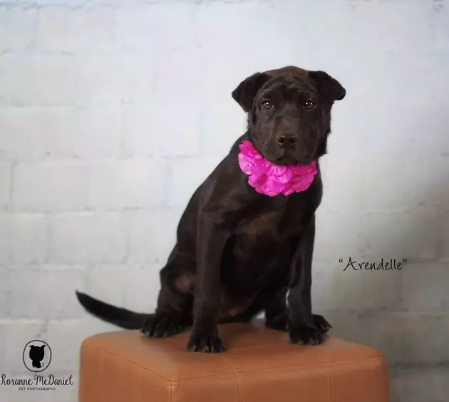 Meet Arendelle, Lubbock&#8217;s Awesome Pet of the Week