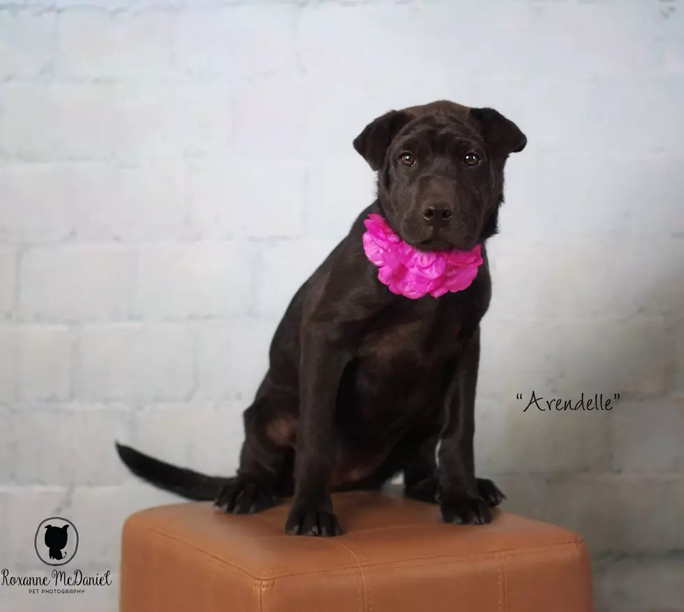 Meet Arendelle, Lubbock’s Awesome Pet of the Week