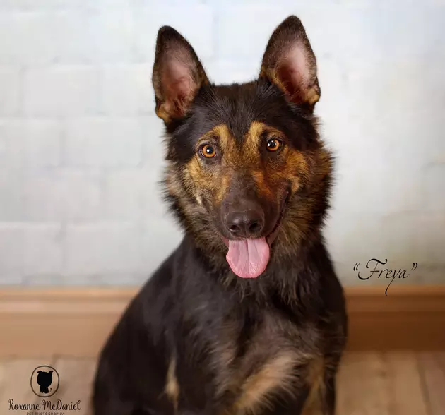 Meet Freya, Lubbock&#8217;s Awesome (And Adoptable) Pet of the Week