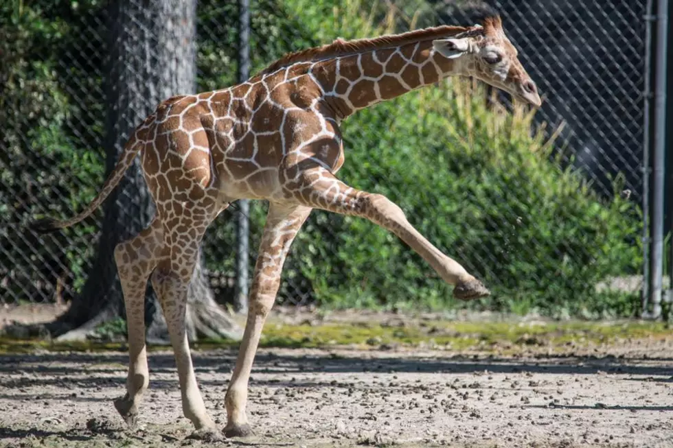 Adrian Beltre Hit 3,000 And The Fort Worth Zoo Named A Giraffe After Him [VIDEO]