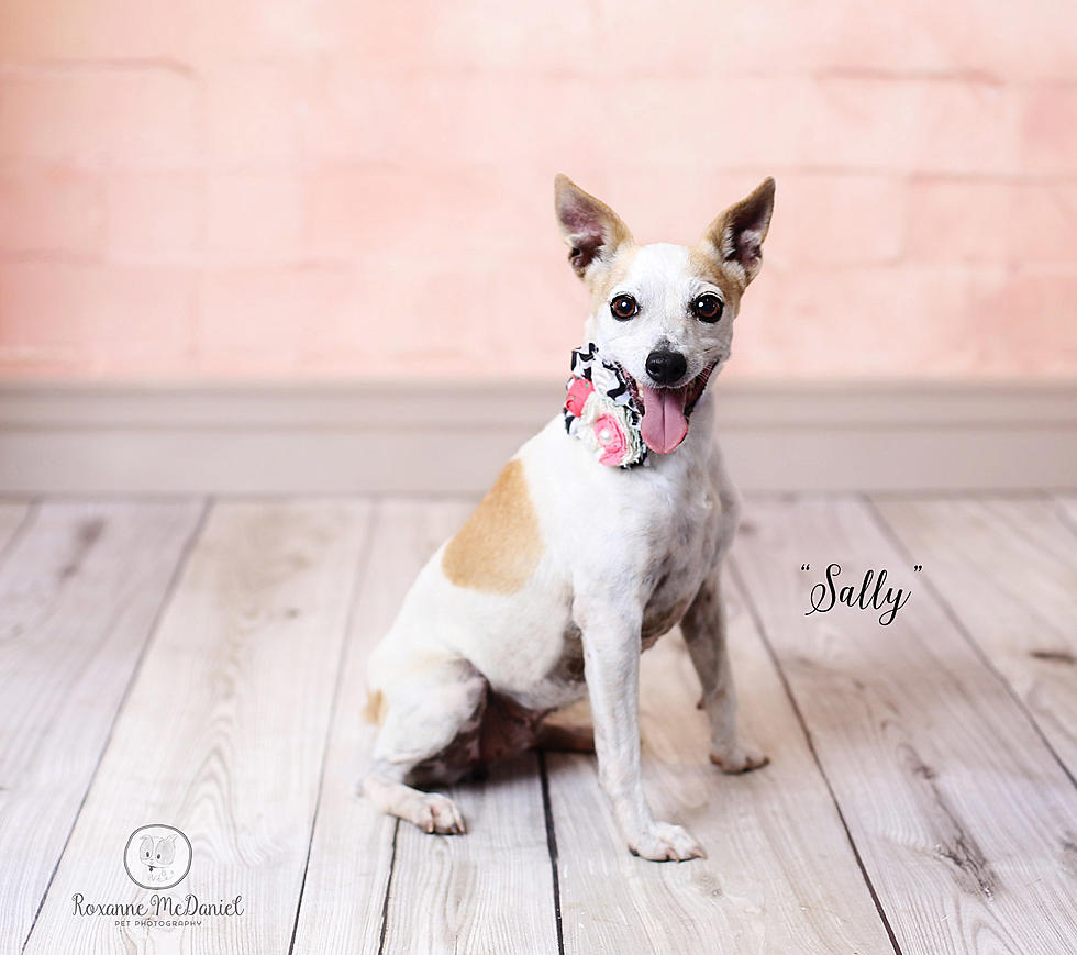 Meet Sally, Lubbock’s Awesome Pet of the Week