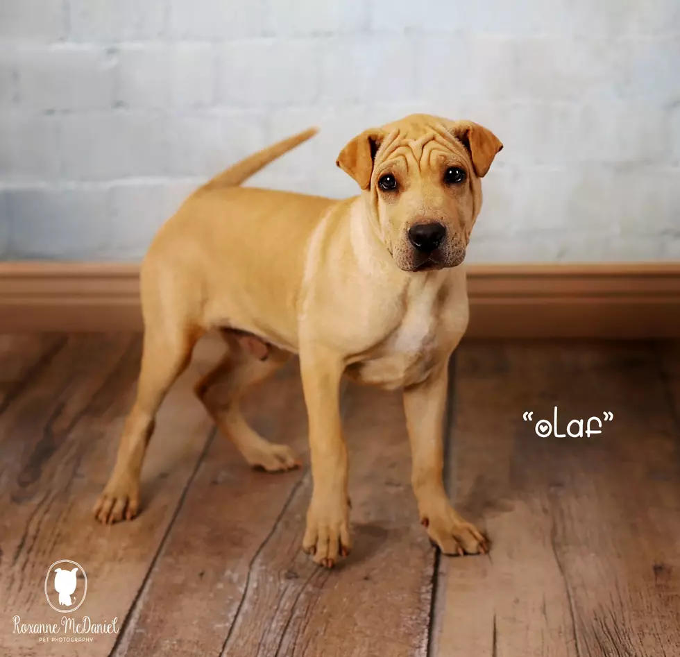 Meet Olaf, Lubbock’s Awesome (and Adoptable) Pet of the Week