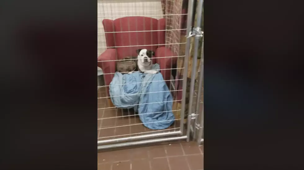 Putting Old Chairs Inside Cages at Animal Shelters Is an Awesome Idea