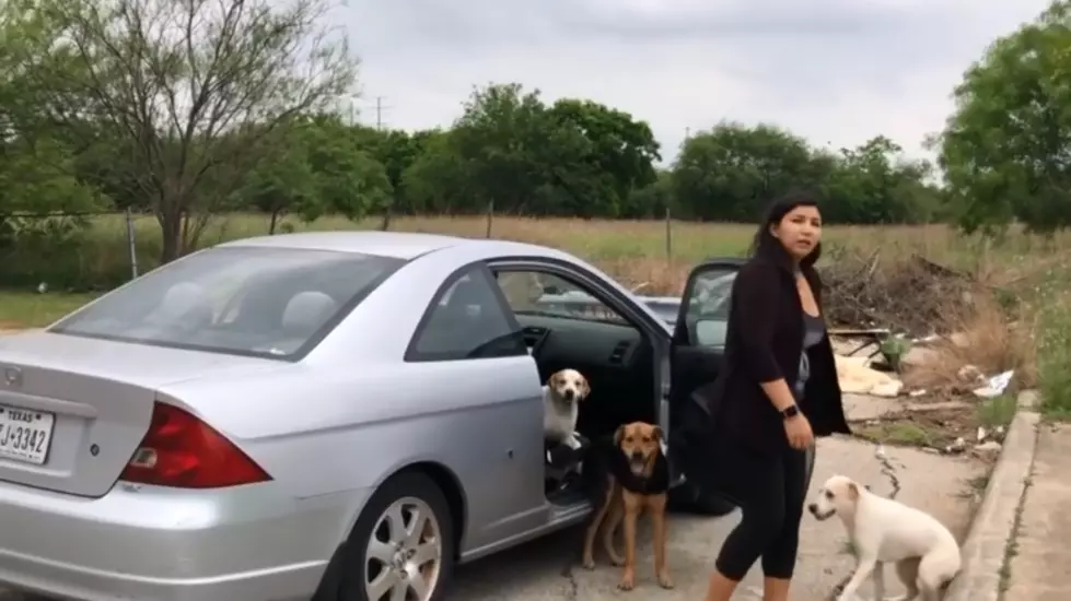 Scum of the Earth People Just Abandon Their Dogs in Texas [Video]