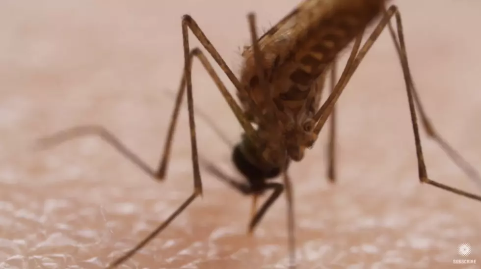 Orkin’s List of Places With Bad Mosquito Problems Includes 7 Texas Cities