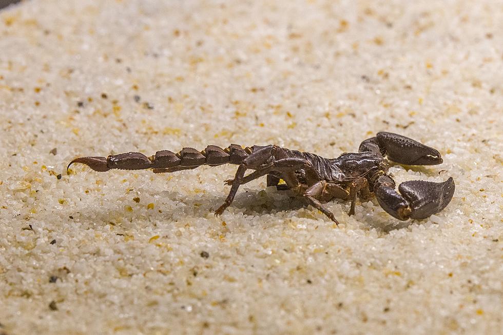 What Are Your Survival Odds If You Fall Victim to a Texas Scorpion Sting?