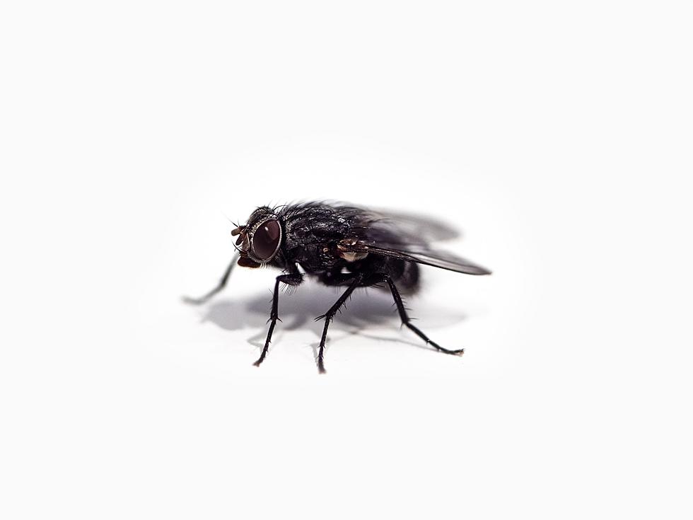 Is This the Worst Summer for Houseflies That Lubbock Has Ever Seen?