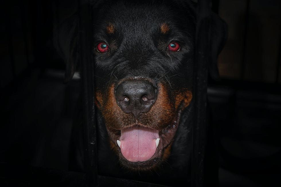 Passive-Aggressive Rottweilers Show Up at Lubbock Home