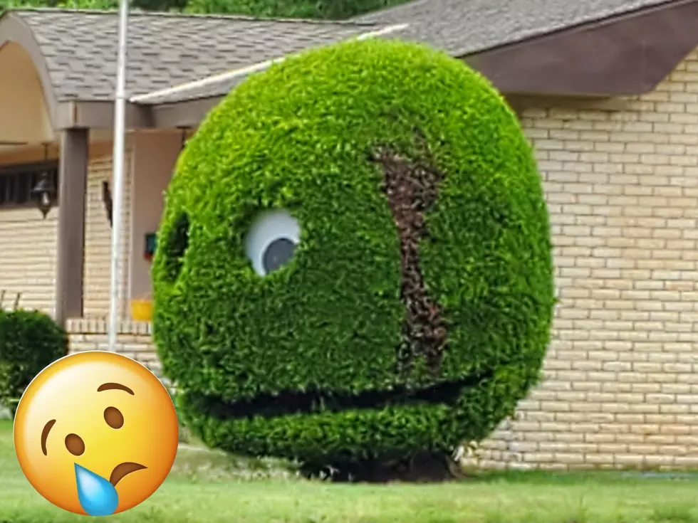 Is It Time to Seriously Talk About the Beloved Lubbock Smiling Bush?