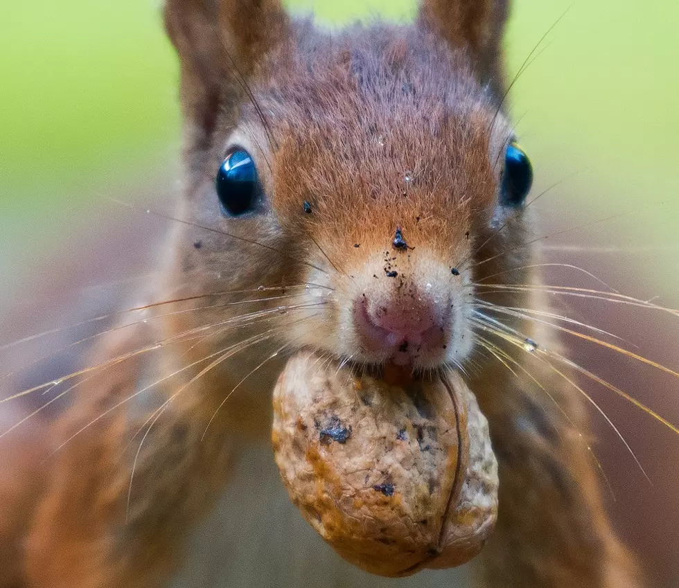 A Lubbock Man Enjoys Getting A Little Nutty During The Holidays