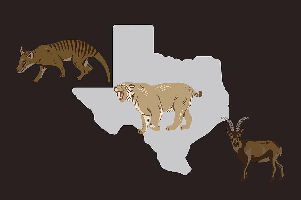 Unfortunately, You’ll Never See This Tiny Animal in Texas Again