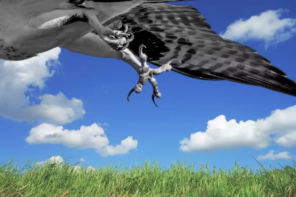 Terror in the Skies as Winged Creature Attacks Texas Neighborhood; Could Yours Be Next?