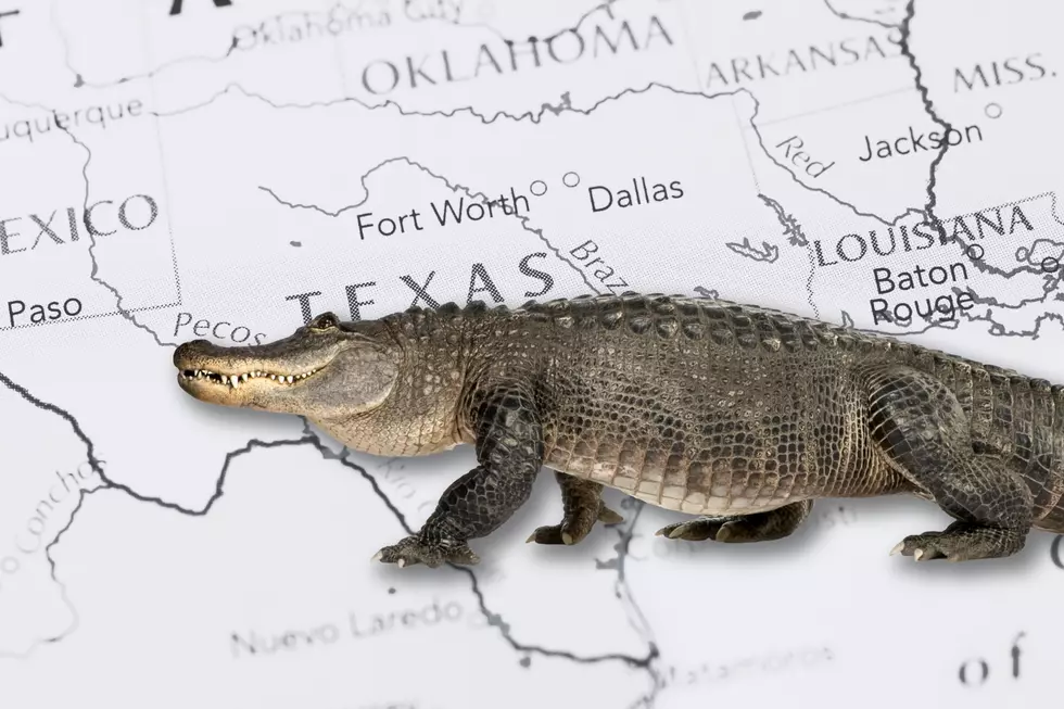 It’s Raining Alligators in Texas! Here’s Why You’re More Likely To See One