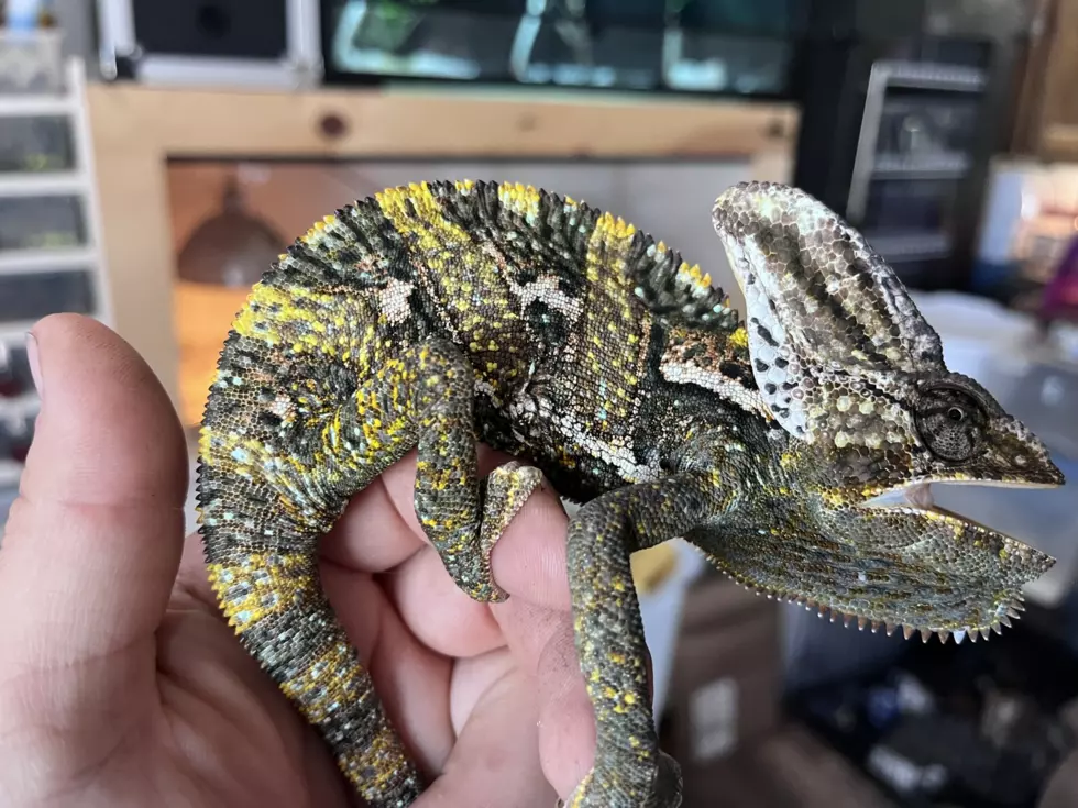 Owl Town Exotics
