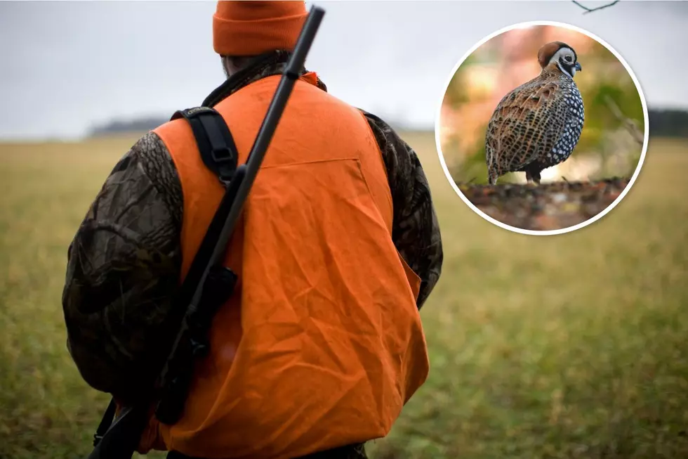 Texas Quail Hunters Get Some Good News Ahead of the 2026 Season