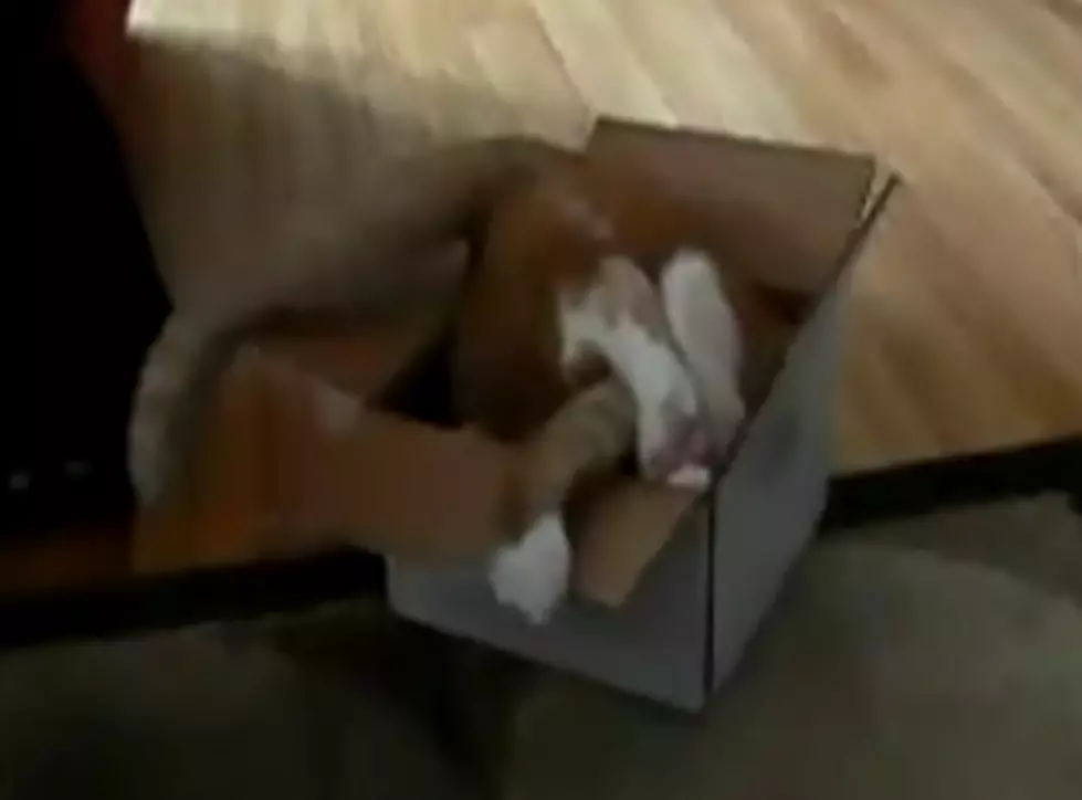 Cat Determined to Fit Into a Small Box [VIDEO]