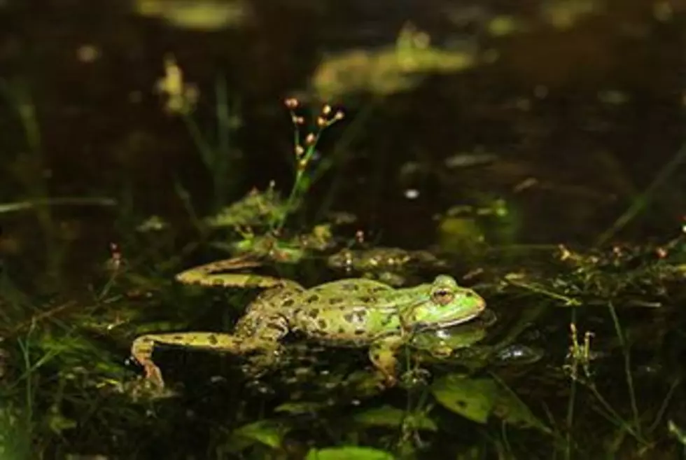 Save The Frogs! [VIDEO]