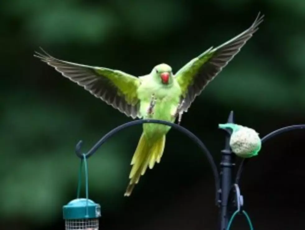 Birds &#8211; Are They Smarter Than We Think? [VIDEO]