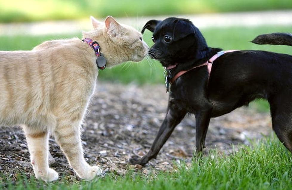 Are You a “Dog” Person or a “Cat” Person?