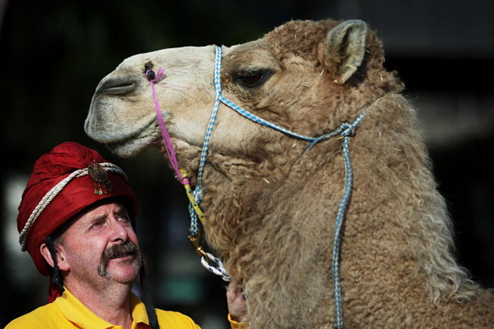 New Jersey Zoo Camel Picks Super Bowl Winner