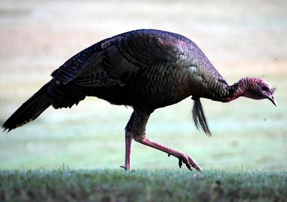 It Was a “Turkey Burglar” at a South Dakota Library