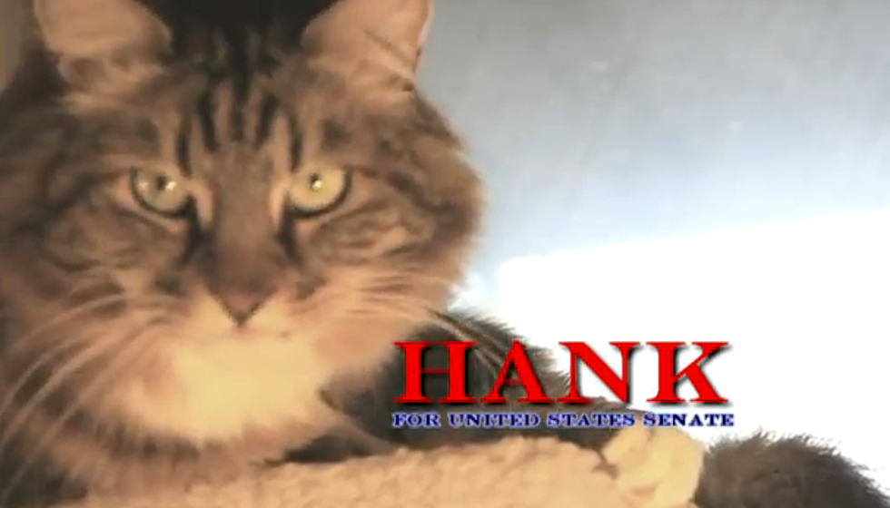 Hank, the Cat, Is Running for U.S. Senate Seat in Virginia [VIDEO]