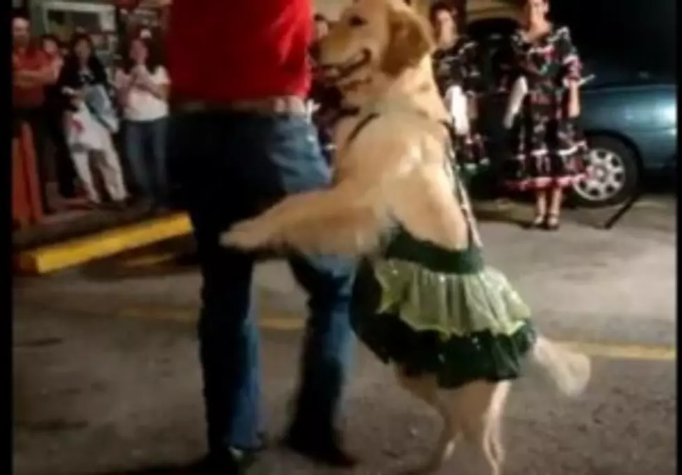 Talented Dog Dances the Merengue [VIDEO]