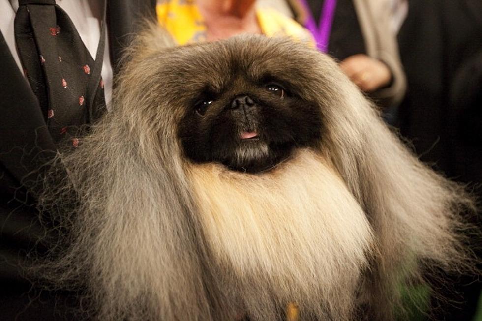 Pekingese Pulls In Top Prize at Westminster Kennel Club Dog Show [VIDEO]