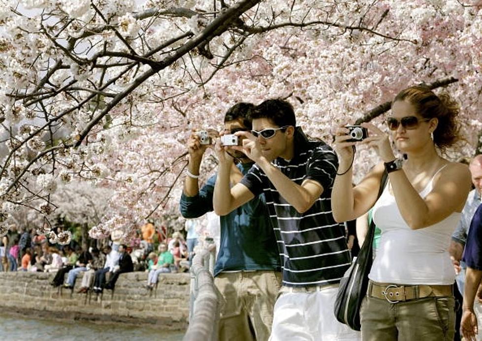 National Capitol’s Cherry Blossoms Start Their Peak this Weekend