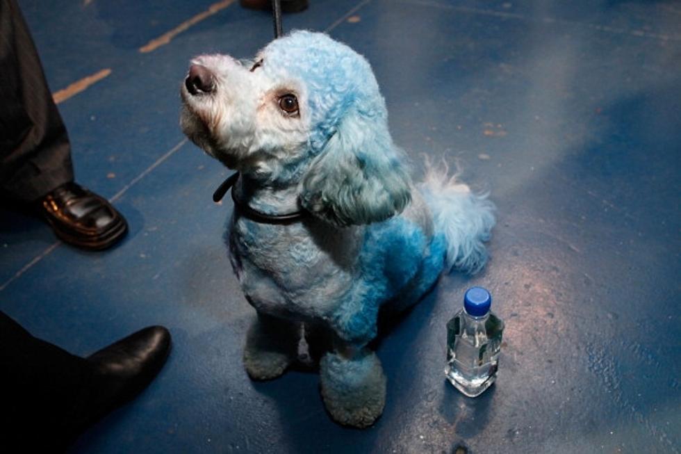 Zeke, the Poodle, Helps Owner with Diabetes Monitor Glucose Levels