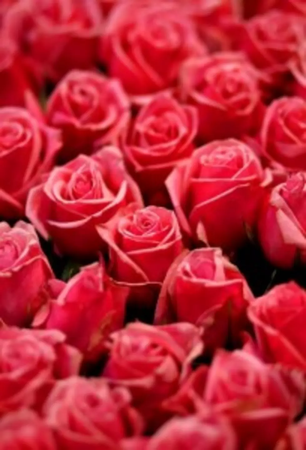 Order Your Red Roses from the SP Lions Club Today!