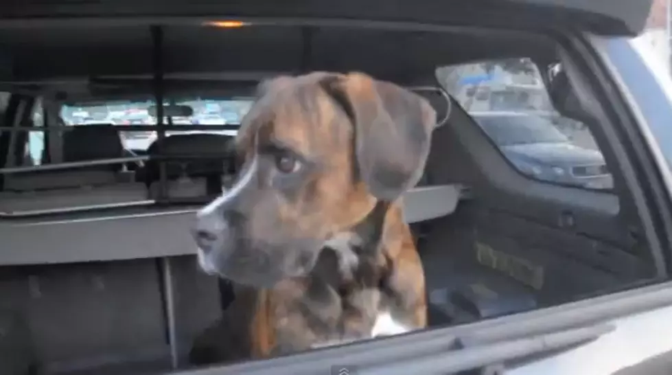 Dog Welcoming Home Soldier Again Is the Cutest Video You&#8217;ll Ever See [VIDEO]