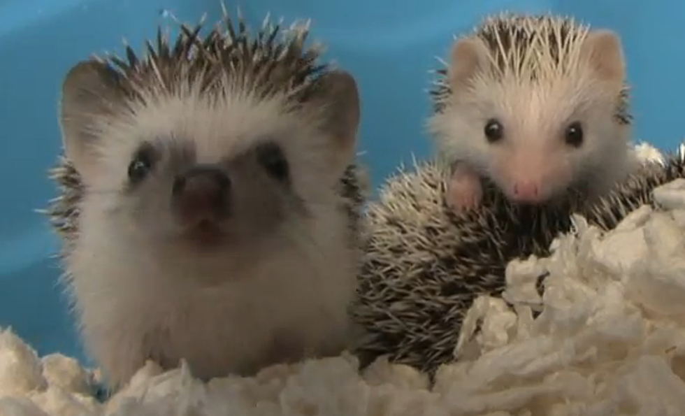 Adorable Video of Hedgehog Yawning Is a Must See