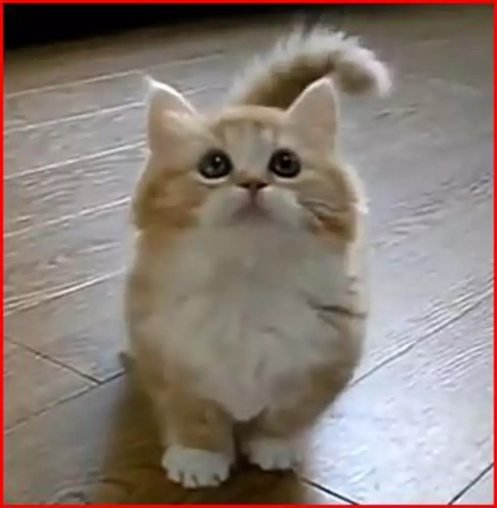 Cutest Little Fluffy Kitty Ever! [VIDEO]